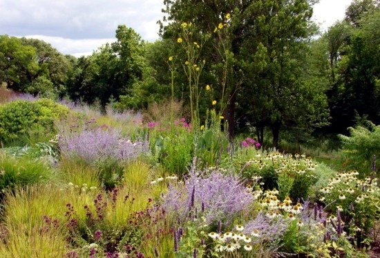 Native plants for your garden