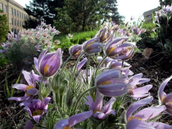 Native plants for your garden