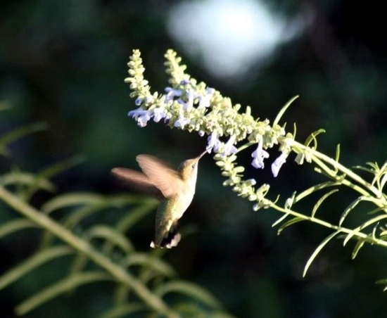Native plants for your garden