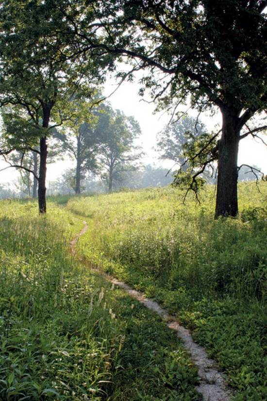 Native plants for your garden