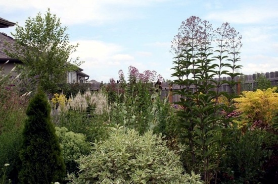 Native plants for your garden