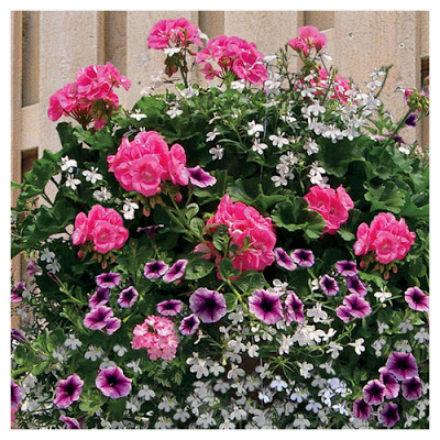 A flowery summer A flowery summer