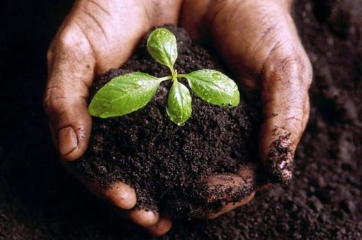 Perfect ground - a dream for the gardener