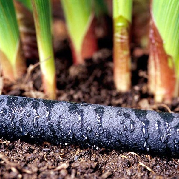 Save water in your garden - ideas