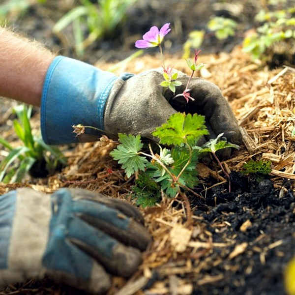 Save water in your garden - ideas