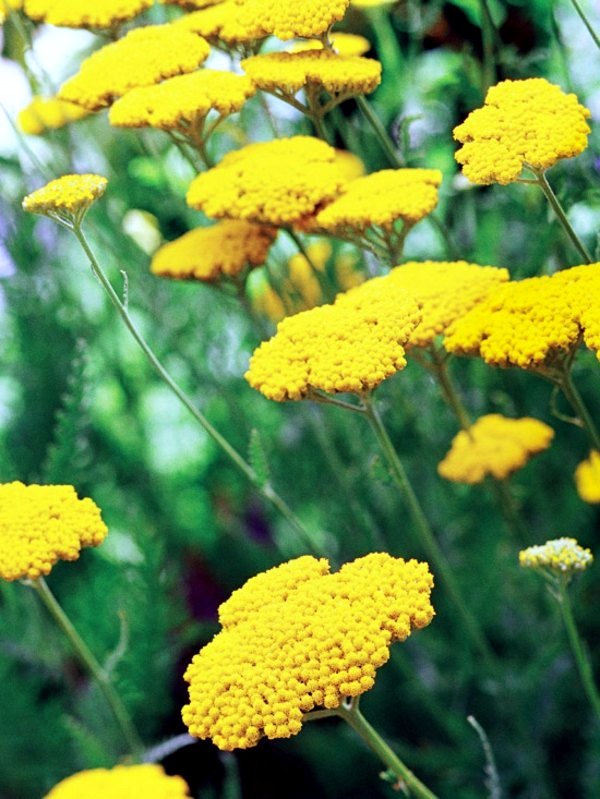 Save water in your garden - ideas