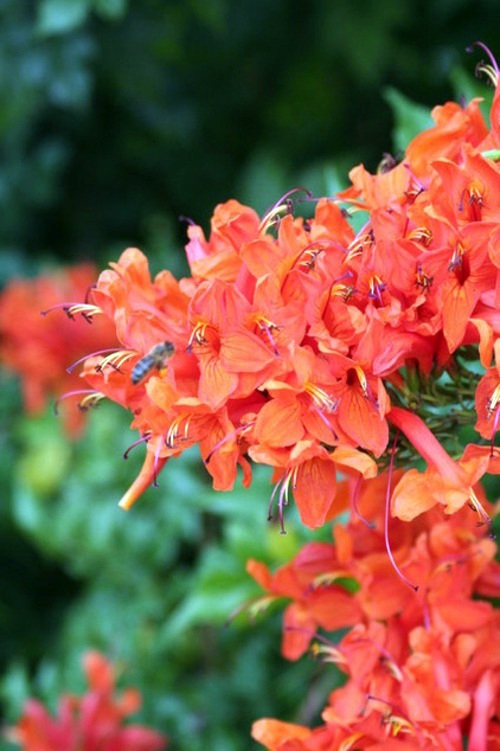 Gartengestaltung - Garden and Landscaping - 5 gorgeous flowers for warm climate Gartengestaltung - Garden and Landscaping - 5 gorgeous flowers for warm climate