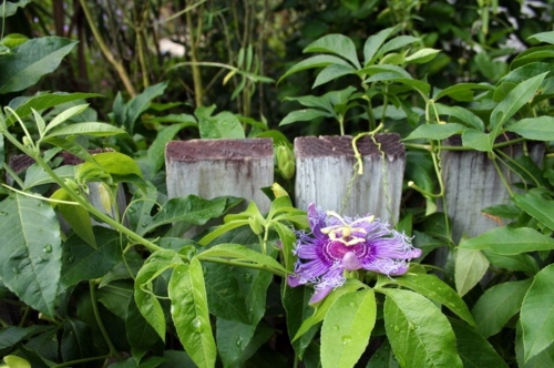Garden and Landscaping - 5 gorgeous flowers for warm climate Garden and Landscaping - 5 gorgeous flowers for warm climate