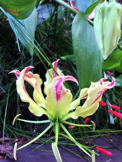 Garden and Landscaping - 5 gorgeous flowers for warm climate Garden and Landscaping - 5 gorgeous flowers for warm climate