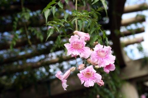 Garden and Landscaping - 5 gorgeous flowers for warm climate Garden and Landscaping - 5 gorgeous flowers for warm climate