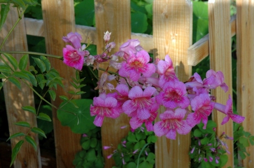 Garden and Landscaping - 5 gorgeous flowers for warm climate Garden and Landscaping - 5 gorgeous flowers for warm climate