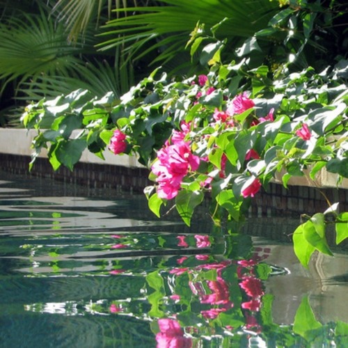 Garden and Landscaping - 5 gorgeous flowers for warm climate Garden and Landscaping - 5 gorgeous flowers for warm climate