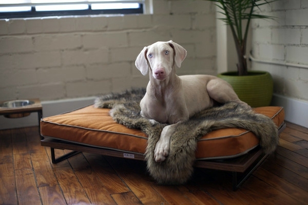 Pet Friendly Cat Furniture and Cat Trees Pet Friendly Cat Furniture and Cat Trees