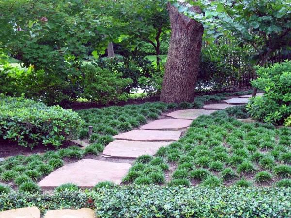 Garten und Landschaftsbau - Plant encyclopedia - Outdoor plants for your shade areas