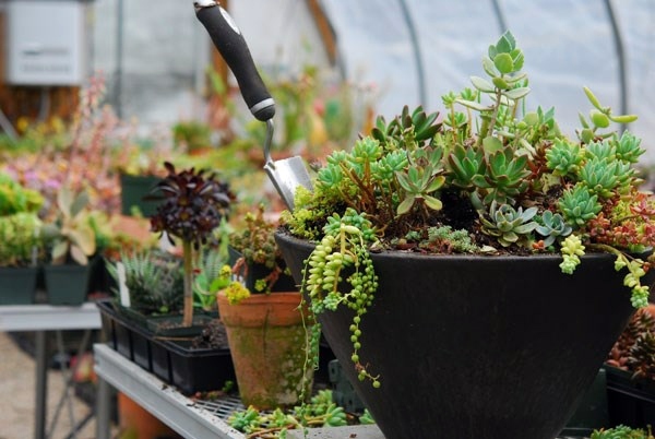 Plant encyclopedia - Outdoor plants for your shade areas Plant encyclopedia - Outdoor plants for your shade areas