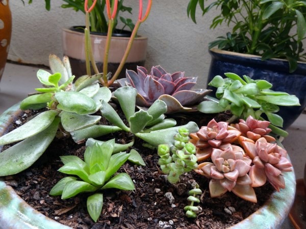 Plant encyclopedia - Outdoor plants for your shade areas Plant encyclopedia - Outdoor plants for your shade areas