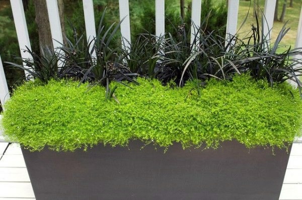 Plant encyclopedia - Outdoor plants for your shade areas Plant encyclopedia - Outdoor plants for your shade areas