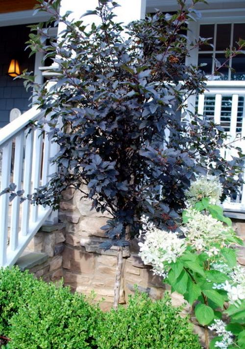 Great plant for your garden: Physocarpus Great plant for your garden: Physocarpus