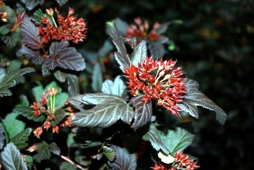 Great plant for your garden: Physocarpus