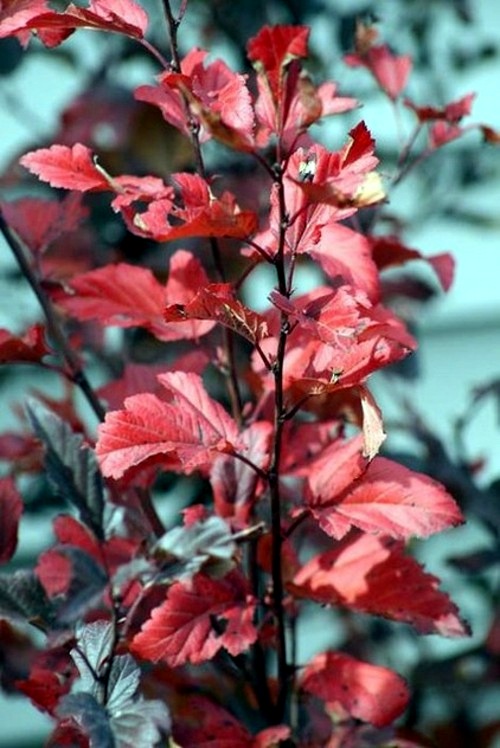 Great plant for your garden: Physocarpus