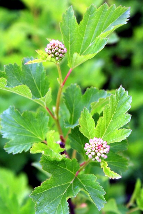 Great plant for your garden: Physocarpus