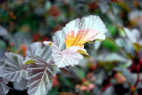 Great plant for your garden: Physocarpus