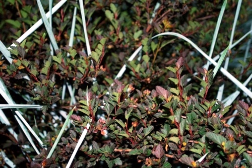 Great plant for your garden: Physocarpus