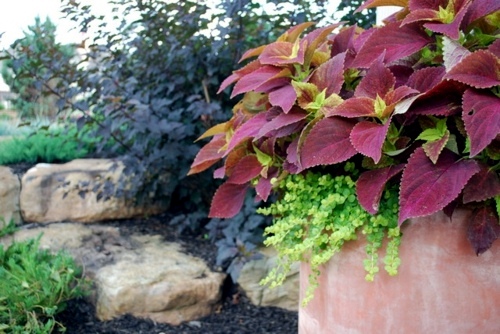Great plant for your garden: Physocarpus