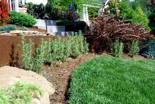 Great plant for your garden: Physocarpus