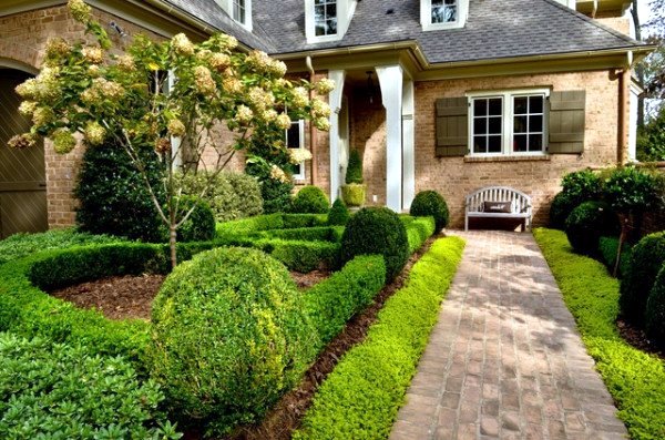 Garten und Landschaftsbau - Boxwood plants and gardens - look wonderful in terracotta containers