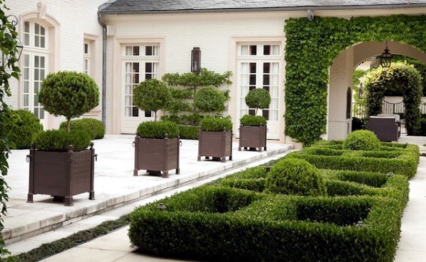 Boxwood plants and gardens - look wonderful in terracotta containers