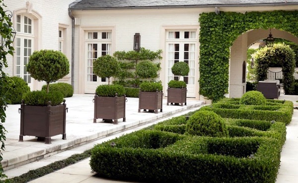 Boxwood plants and gardens - look wonderful in terracotta containers Boxwood plants and gardens - look wonderful in terracotta containers
