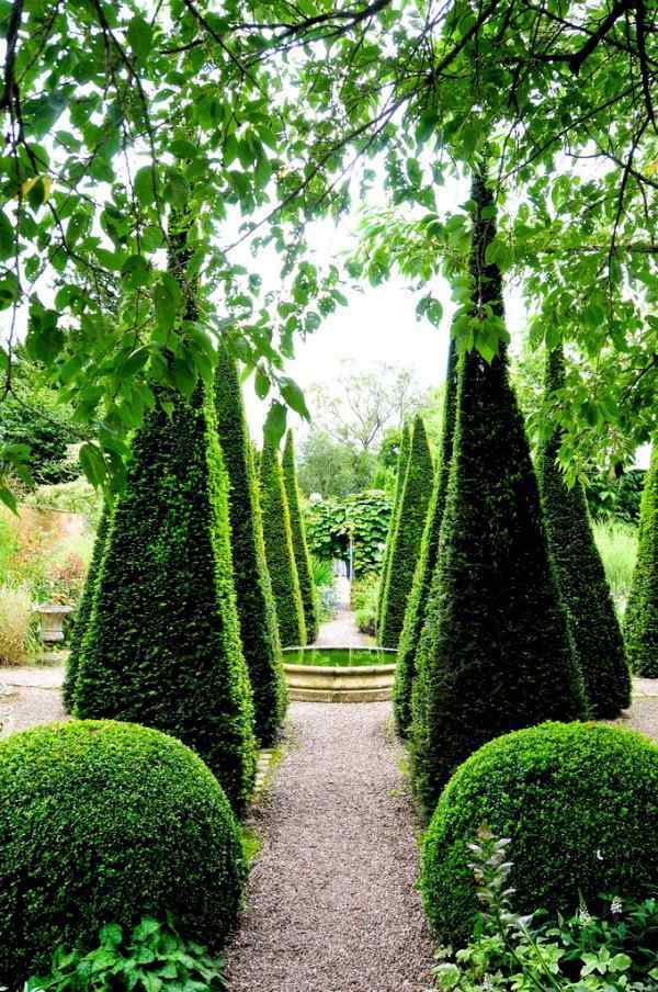 Boxwood plants and gardens - look wonderful in terracotta containers Boxwood plants and gardens - look wonderful in terracotta containers