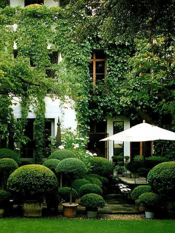 Boxwood plants and gardens - look wonderful in terracotta containers Boxwood plants and gardens - look wonderful in terracotta containers