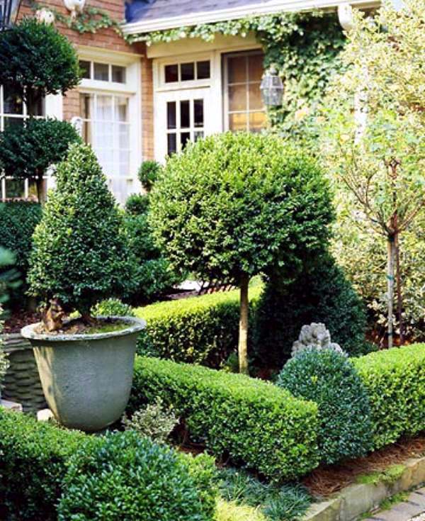 Boxwood plants and gardens - look wonderful in terracotta containers