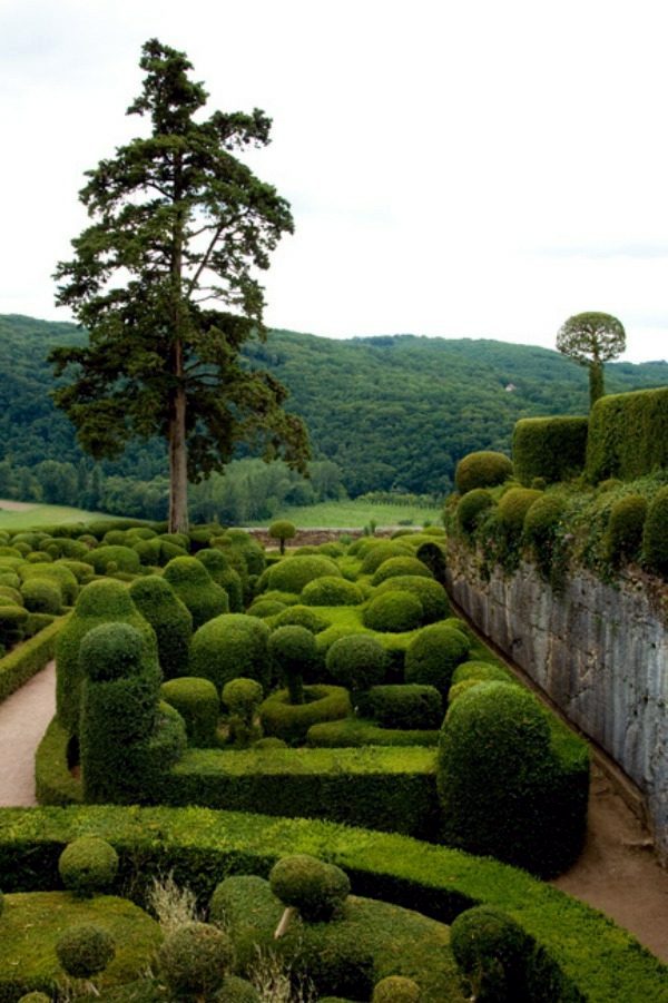 Boxwood plants and gardens - look wonderful in terracotta containers Boxwood plants and gardens - look wonderful in terracotta containers
