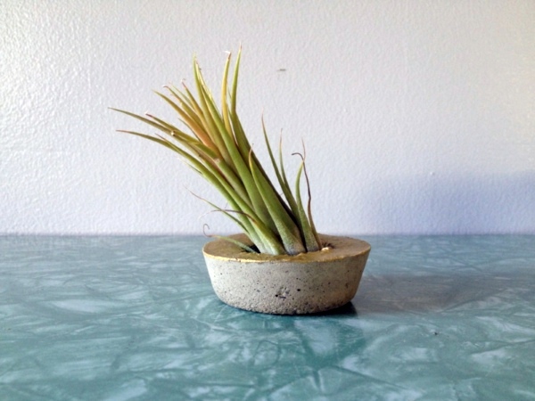 Modern planters designed for air plants from experts Modern planters designed for air plants from experts