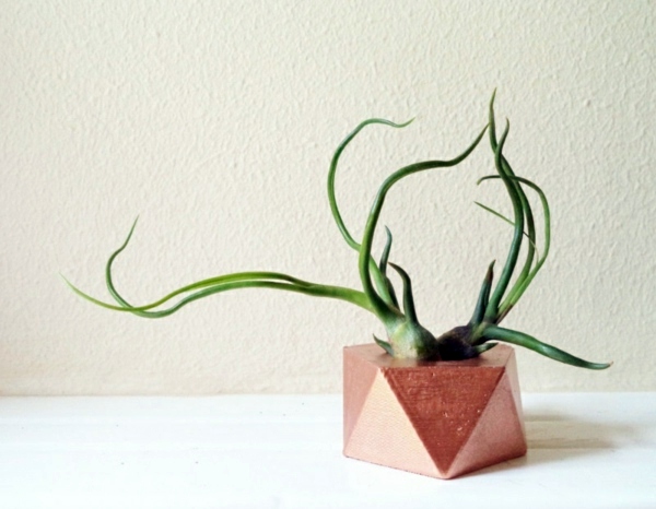 Modern planters designed for air plants from experts Modern planters designed for air plants from experts