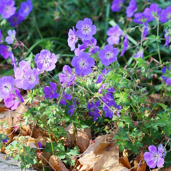 Install the most beautiful blue flowers in the garden