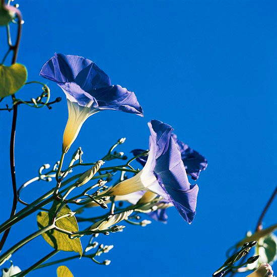 Install the most beautiful blue flowers in the garden