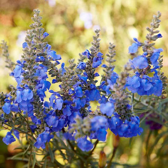Install the most beautiful blue flowers in the garden