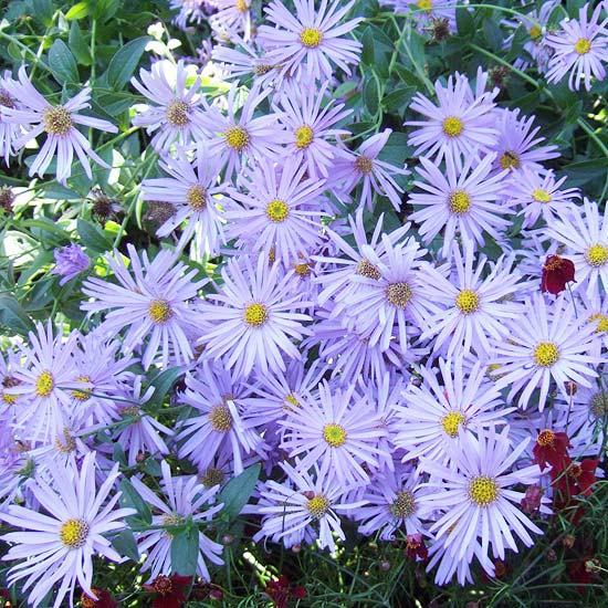 Install the most beautiful blue flowers in the garden