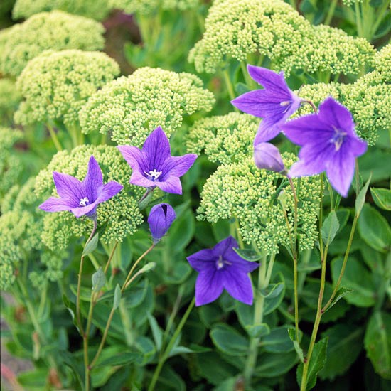 Install the most beautiful blue flowers in the garden