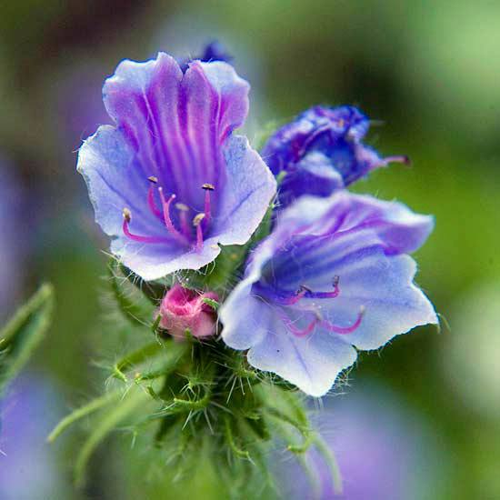 Install the most beautiful blue flowers in the garden