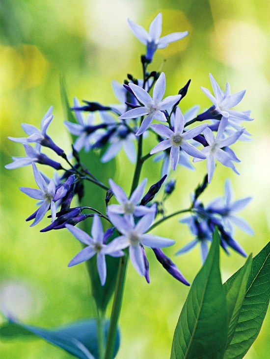 Install the most beautiful blue flowers in the garden