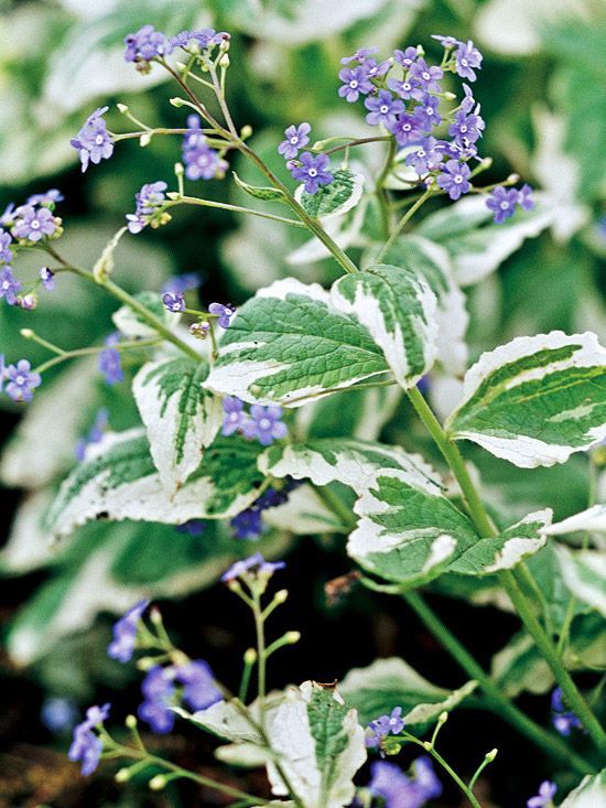 Install the most beautiful blue flowers in the garden