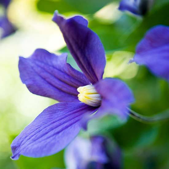 Install the most beautiful blue flowers in the garden