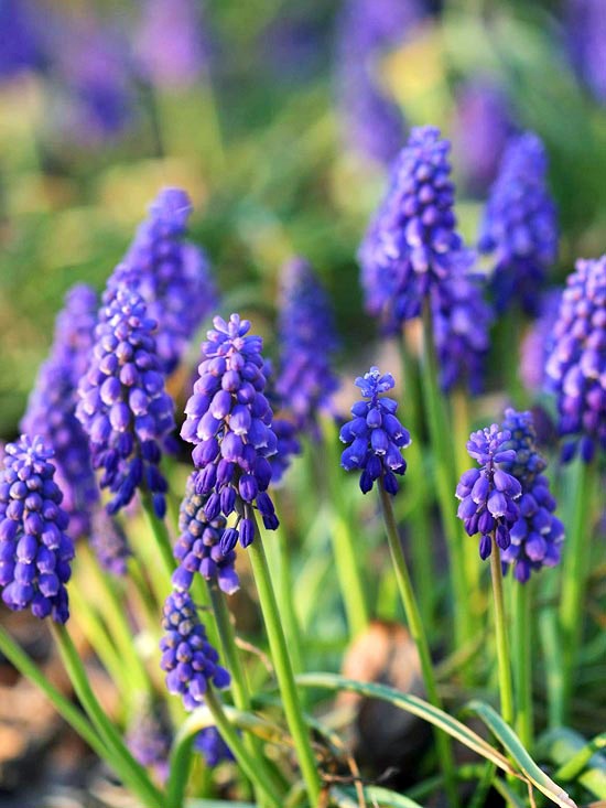 Install the most beautiful blue flowers in the garden