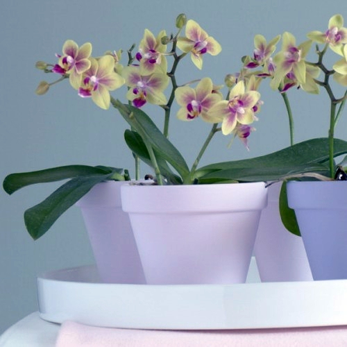 14 Luxury ideas for decorating with orchids 14 Luxury ideas for decorating with orchids