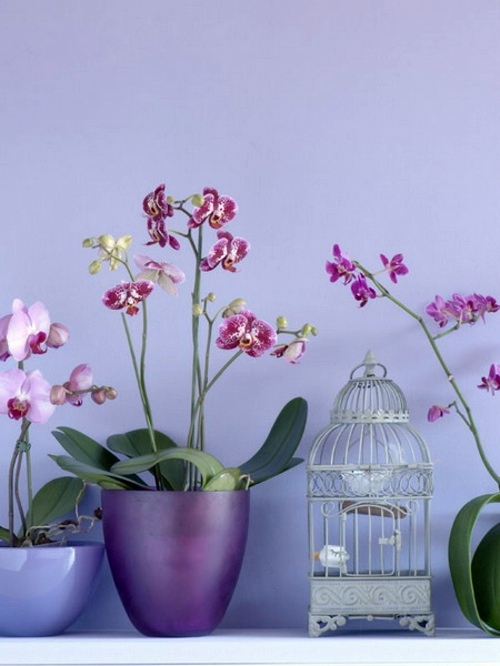 14 Luxury ideas for decorating with orchids 14 Luxury ideas for decorating with orchids